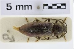 Foto (Dorsalansicht) von Penia hirtella (NHMW-ZOO-COL-0008696)